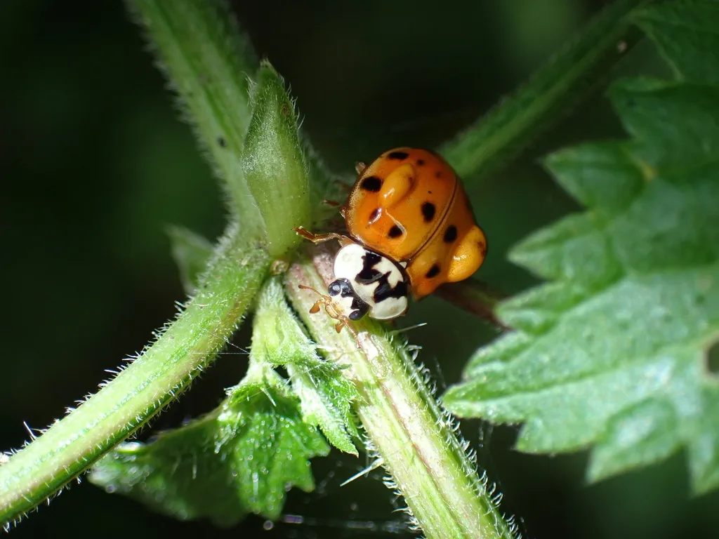 An Asian lady beetle on a green stem