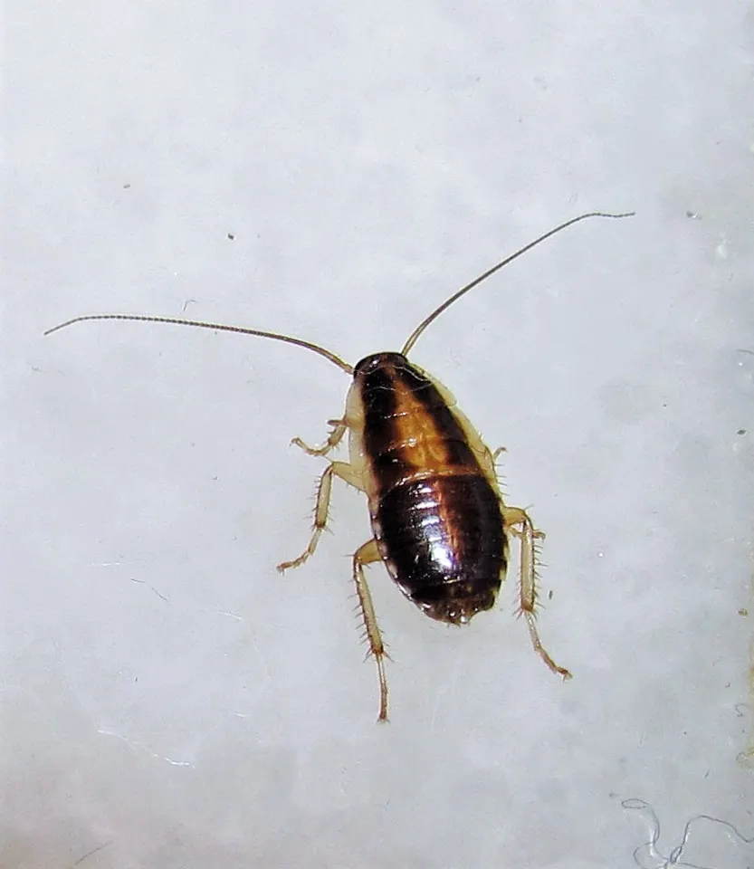 German cockroach, photo 1