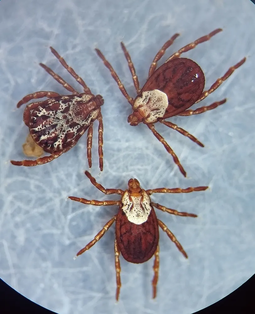 Rocky Mountain wood tick, photo 1