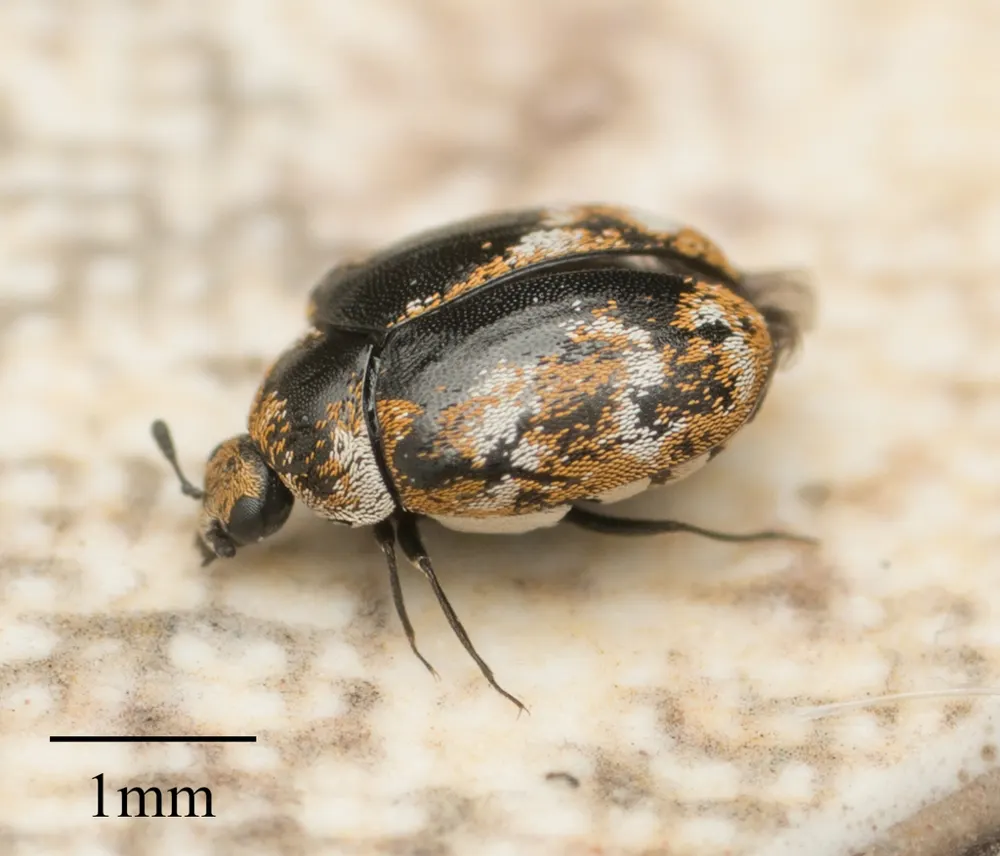 Varied carpet beetle