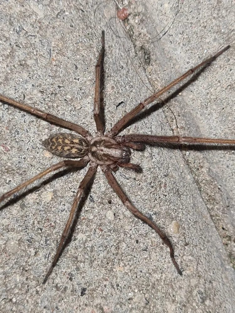 Giant house spider