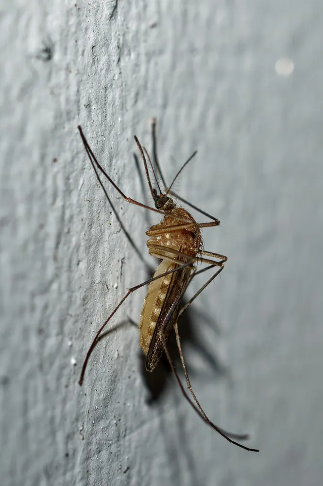 House mosquito, photo 1