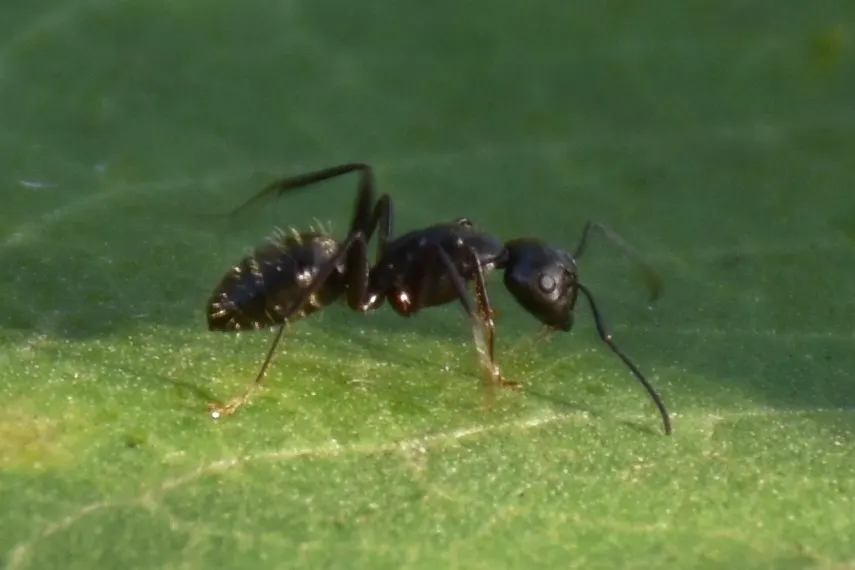 Black carpenter ant, photo 1