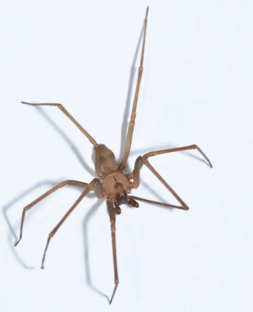 Brown recluse, photo 1