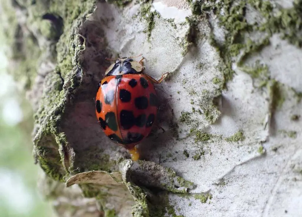Asian lady beetle, photo 1