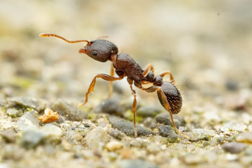 Pavement ant, photo 1