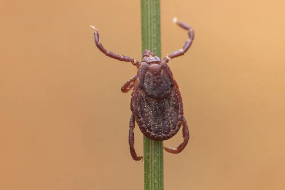 Brown dog tick, photo 1
