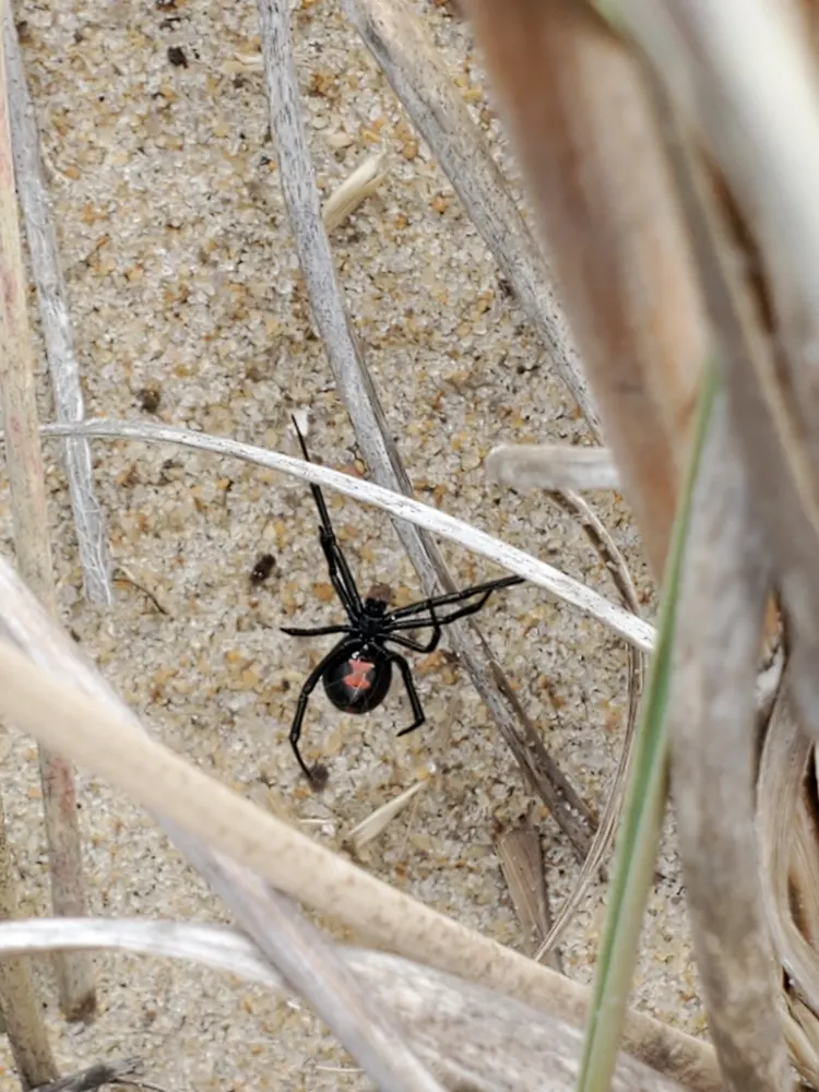 Southern black widow