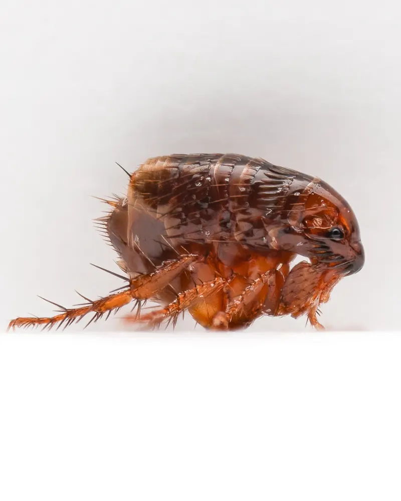Cat flea, photo 1