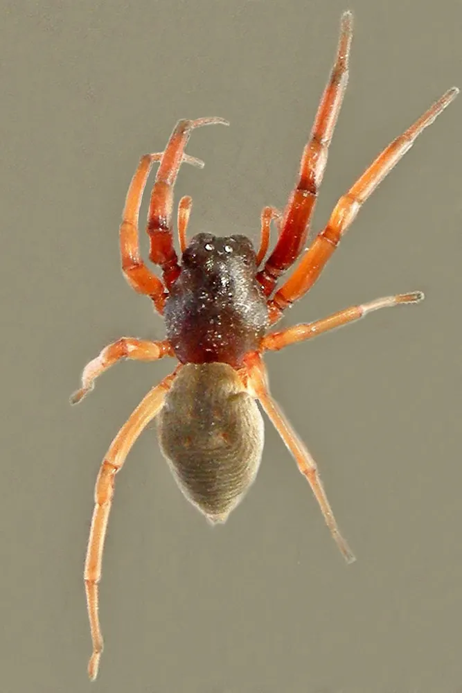 Broad-faced sac spider, photo 1