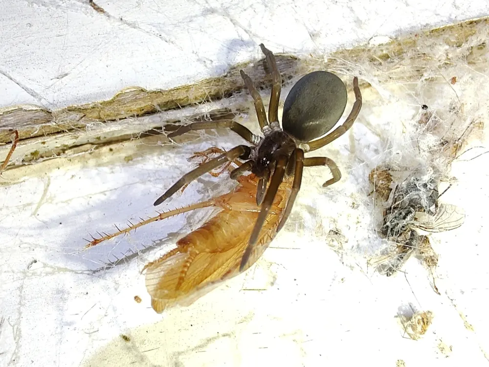 Southern house spider