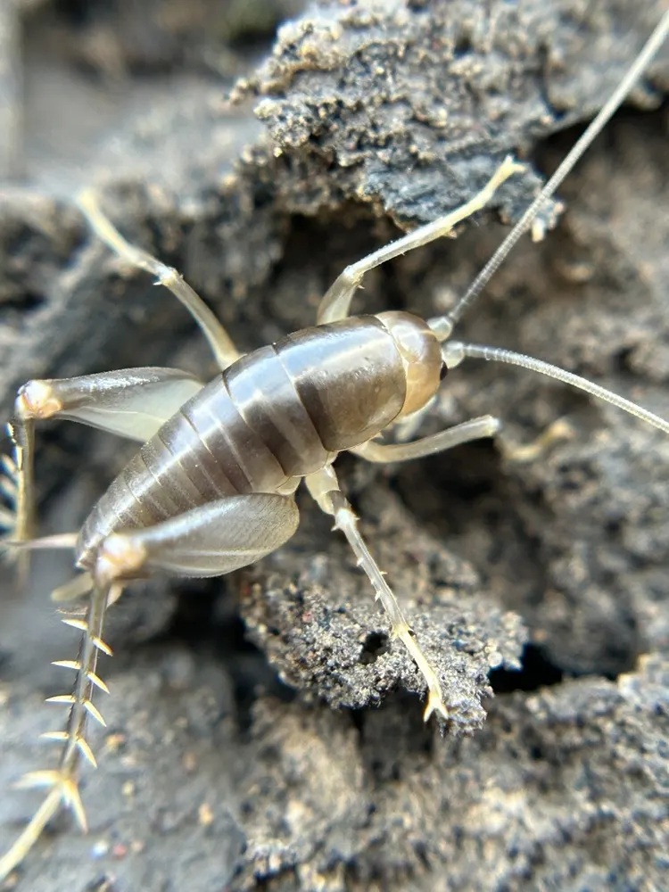 Camel crickets (native), photo 1