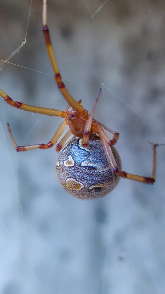 Brown widow, photo 1