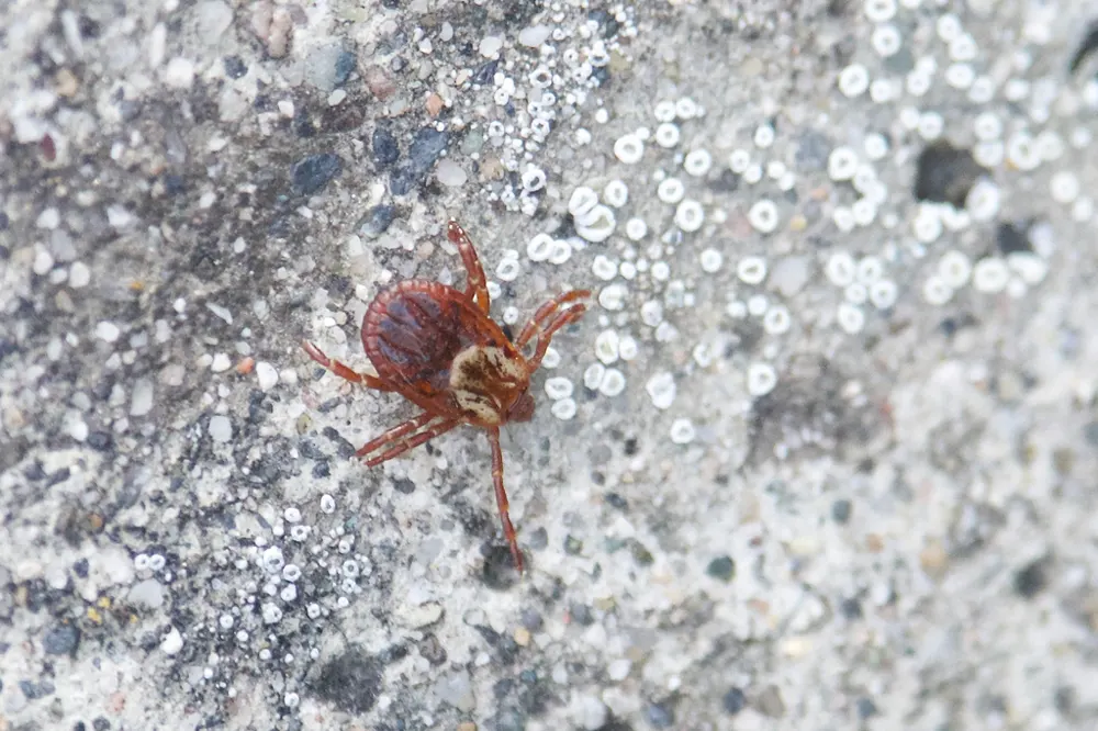 American dog tick