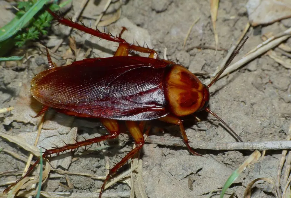 American cockroach, photo 1