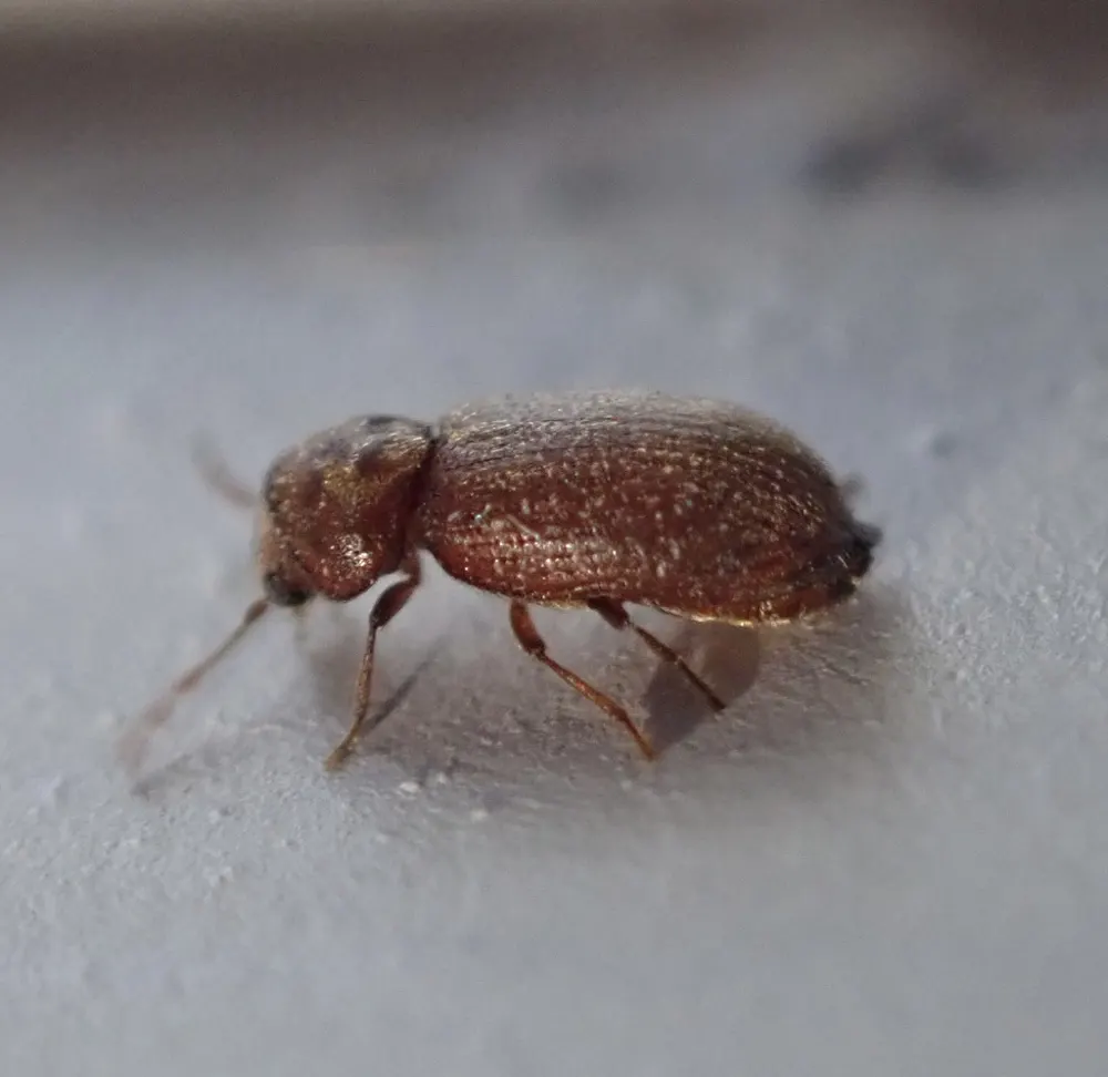 Drugstore beetle, photo 1