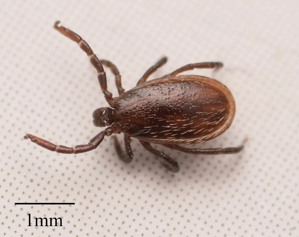Western blacklegged tick, photo 1