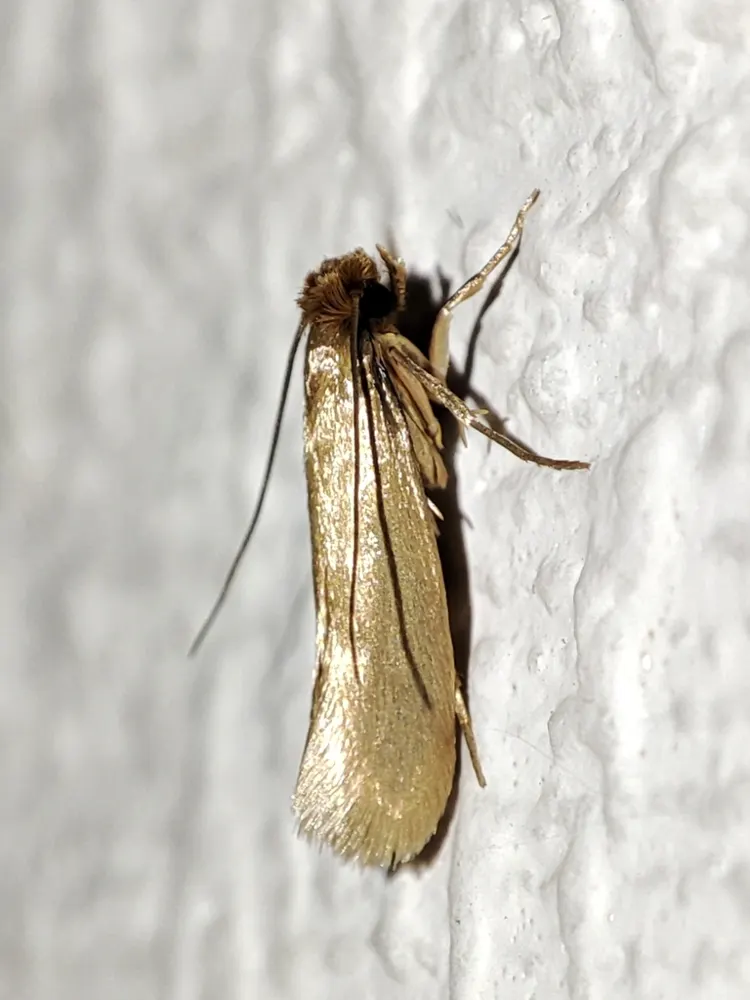 Webbing clothes moth, photo 1