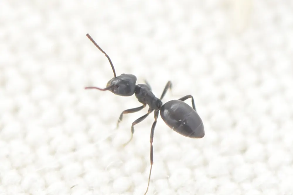 Odorous house ant, photo 1