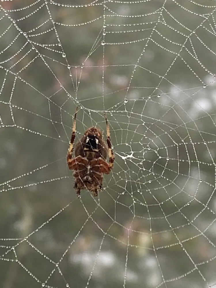Spotted orbweaver, photo 1
