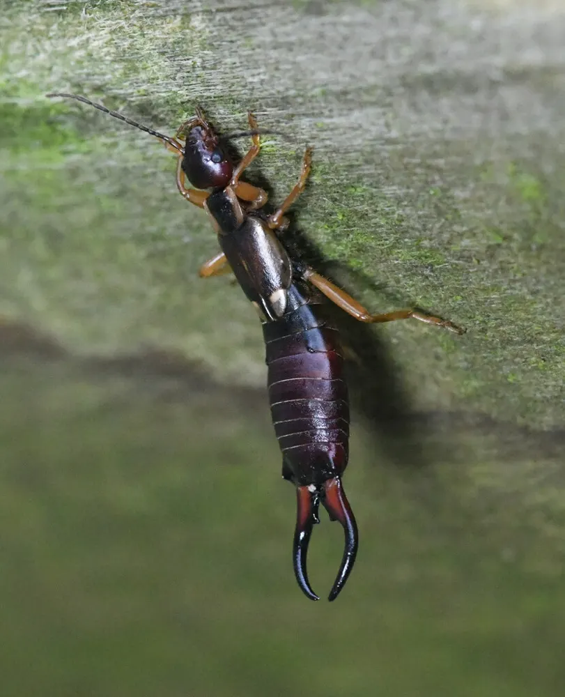 European earwig, photo 1
