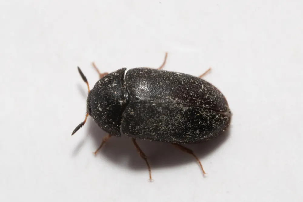 Black carpet beetle, photo 1