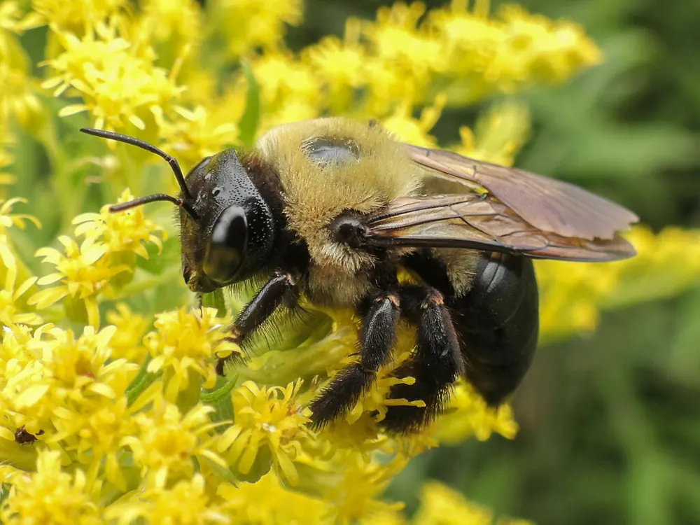 Eastern carpenter bee, photo 1