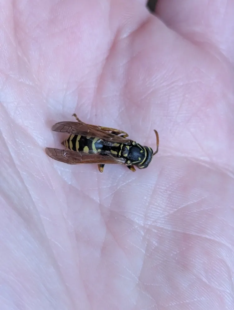European paper wasp