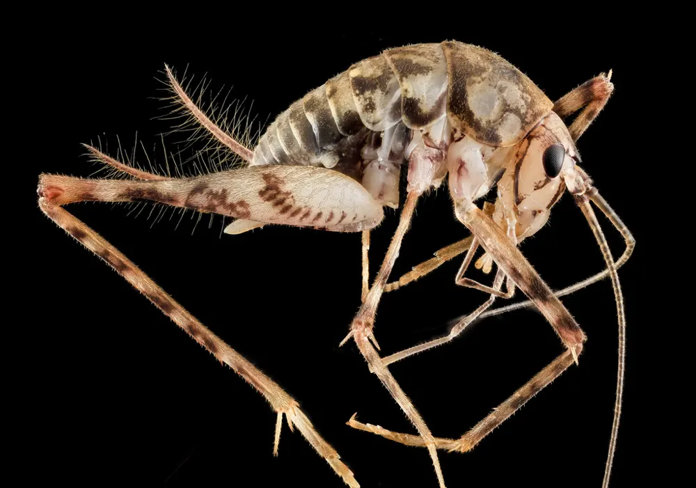 Greenhouse camel cricket, photo 1