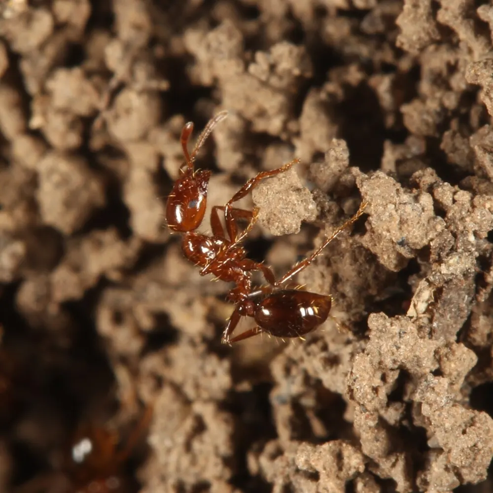 Red imported fire ant, photo 1