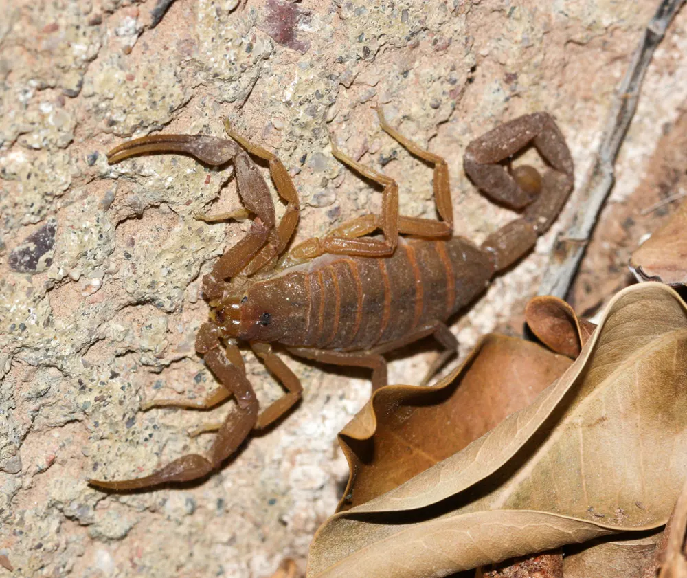 Arizona bark scorpion, photo 1