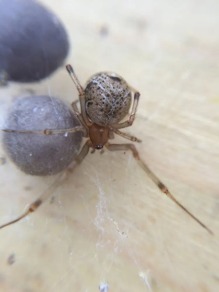 Common house spider, photo 1