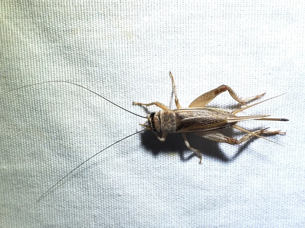 House cricket, photo 1