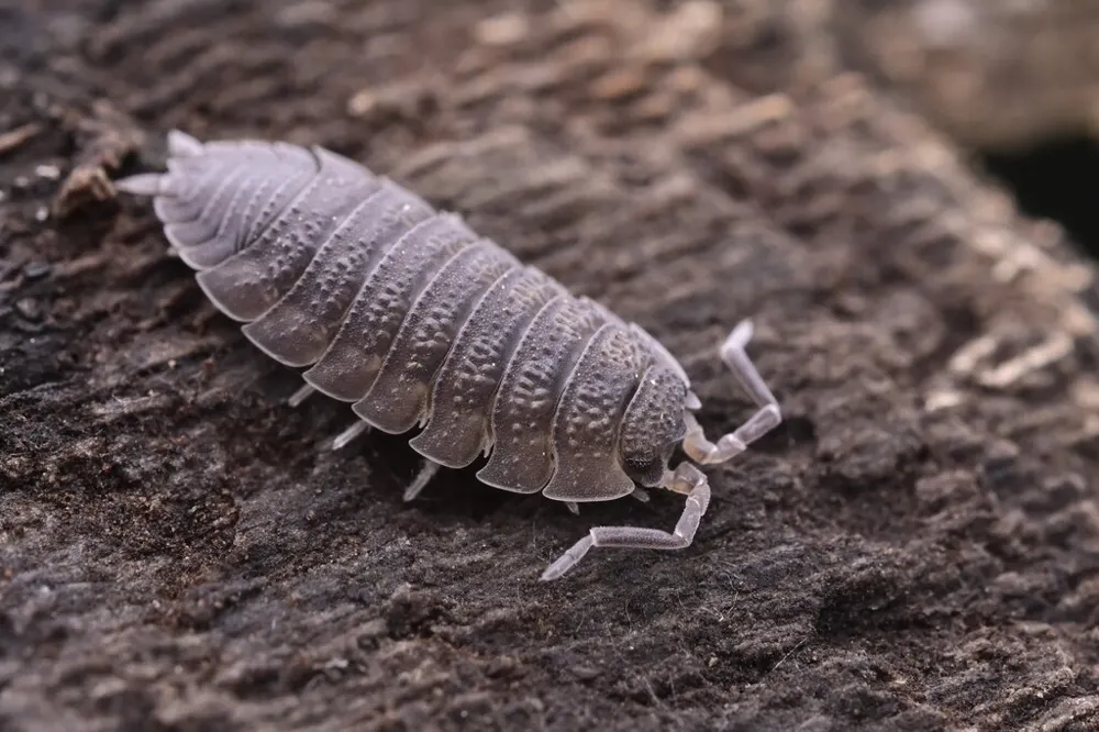 Rough sowbug, photo 1