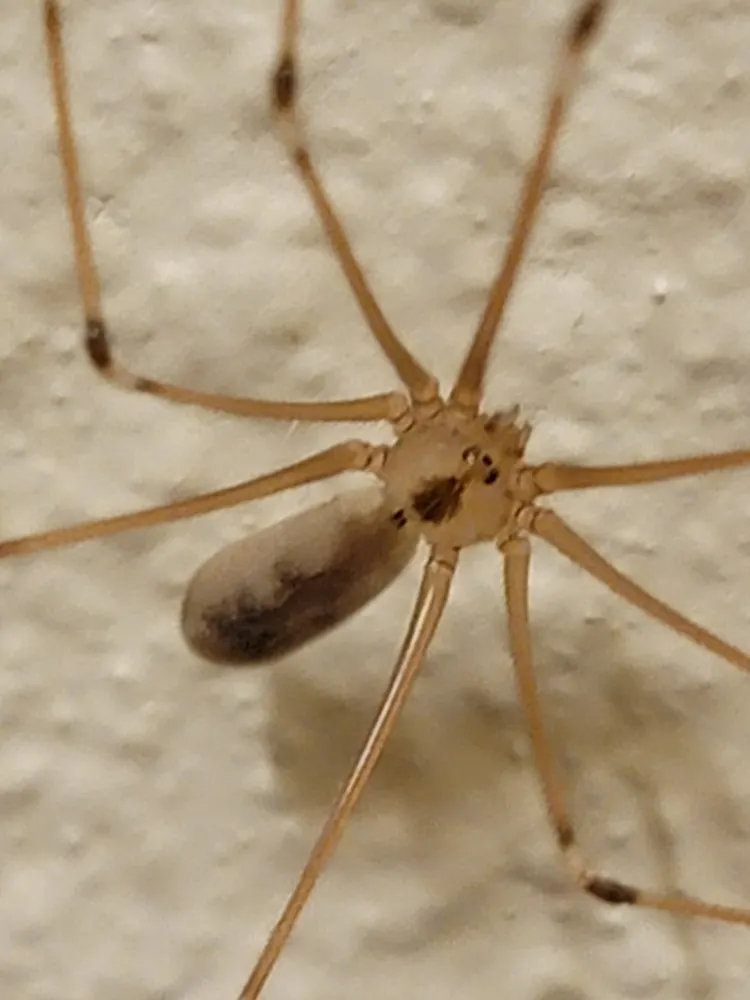 Long-bodied cellar spider, photo 1