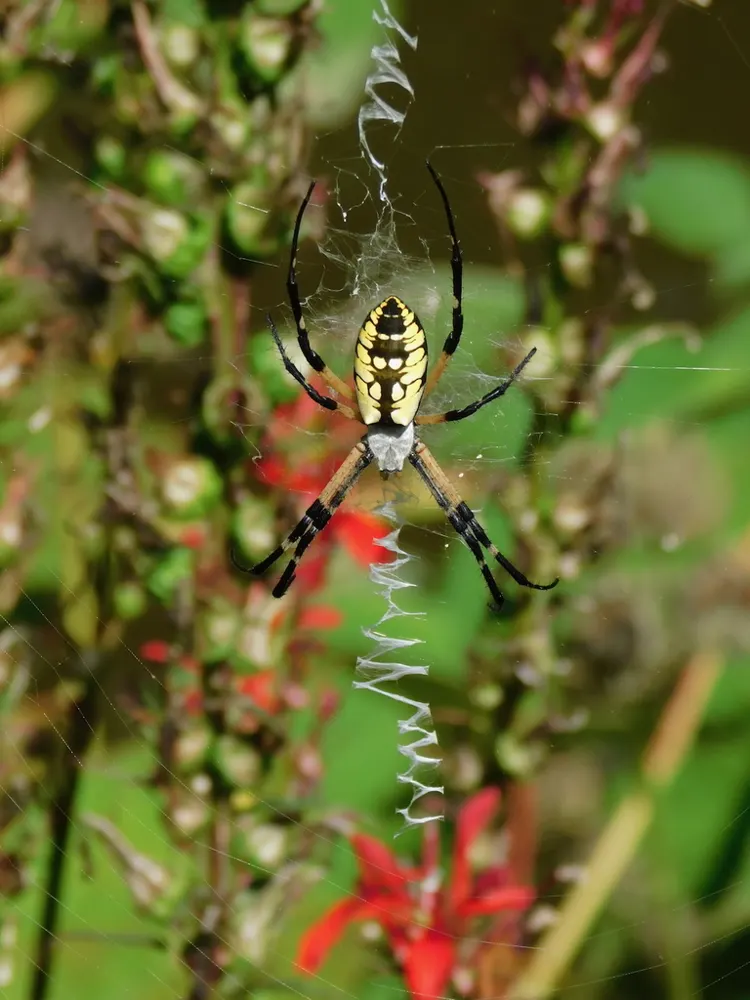Yellow garden spider, photo 1