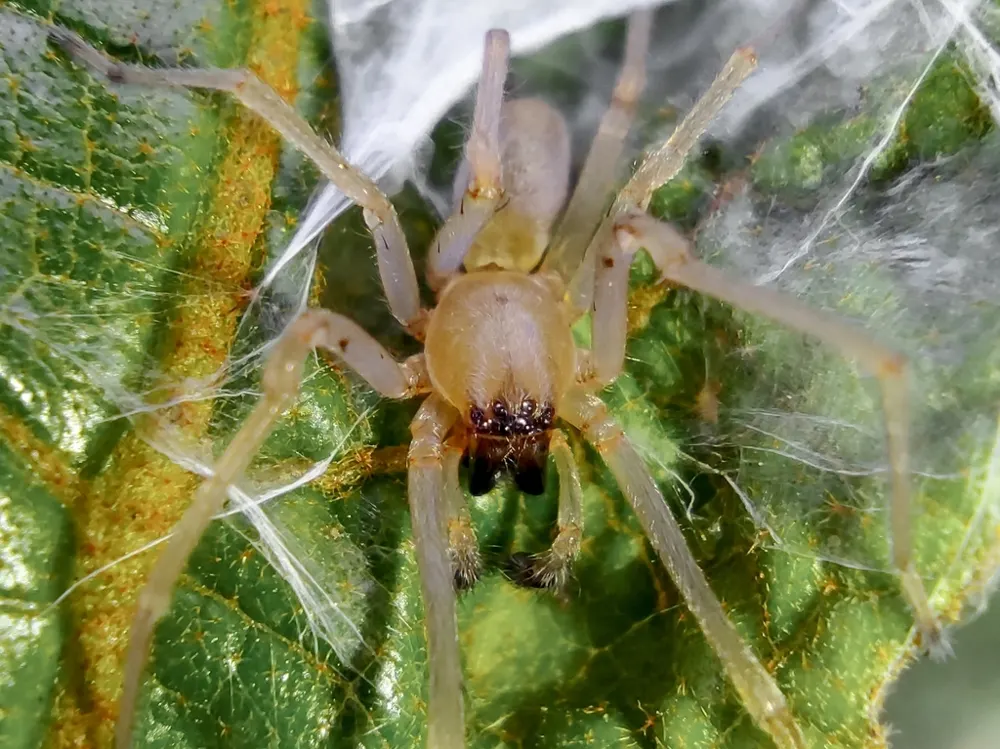 Agrarian sac spider, photo 1