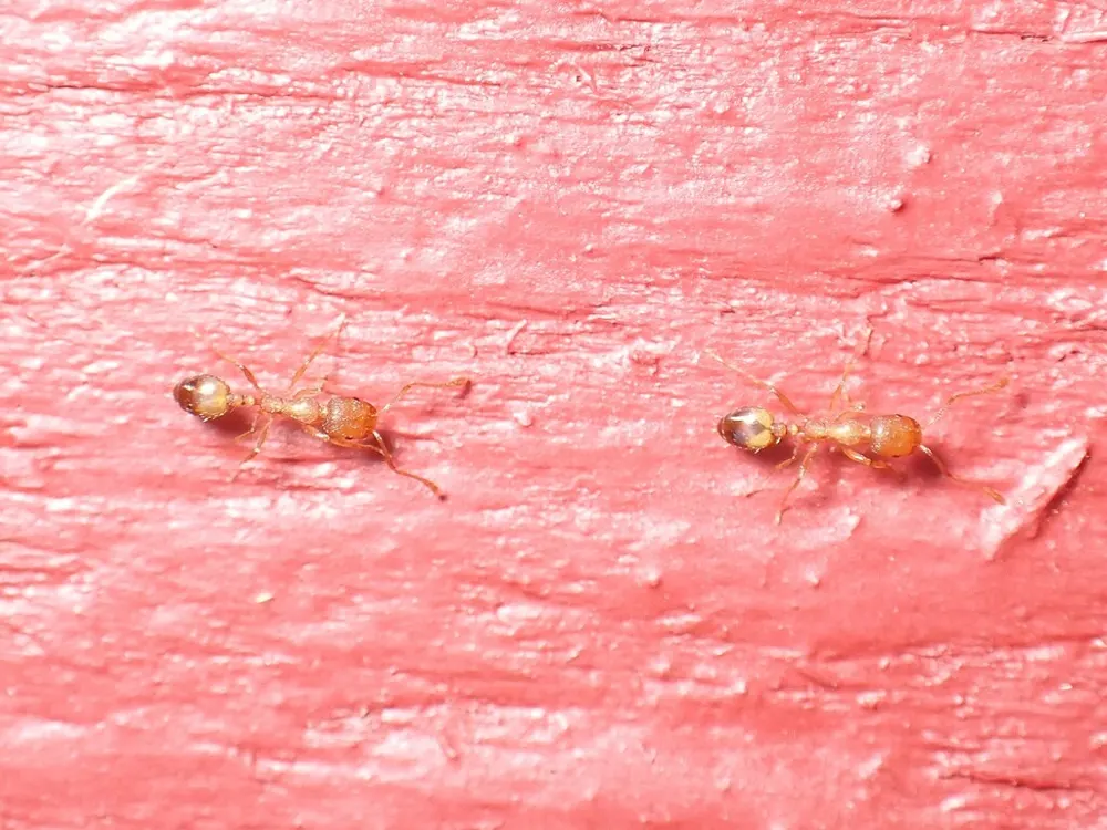 Pharaoh ant, photo 1