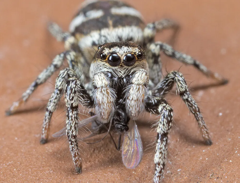 Zebra jumping spider, photo 1