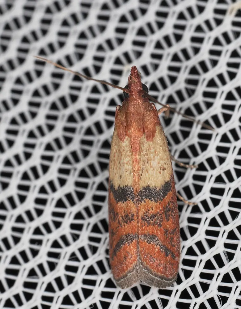 Indianmeal moth, photo 1