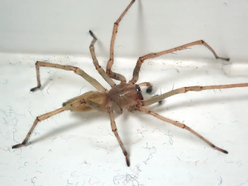 Northern yellow sac spider, photo 1