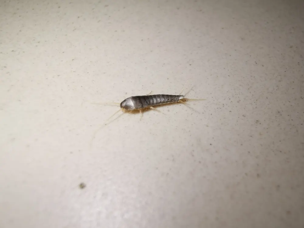 Silverfish, photo 1